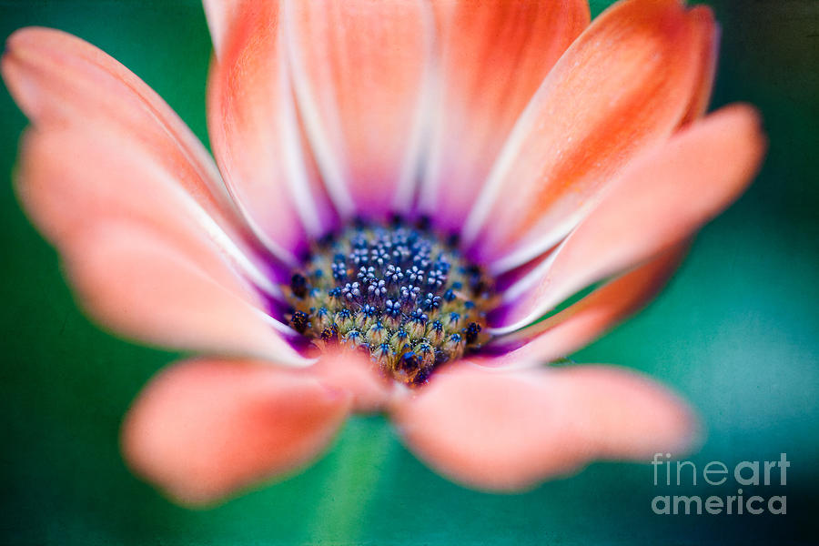 Flower Photograph - Greens and Blues by Lisa McStamp