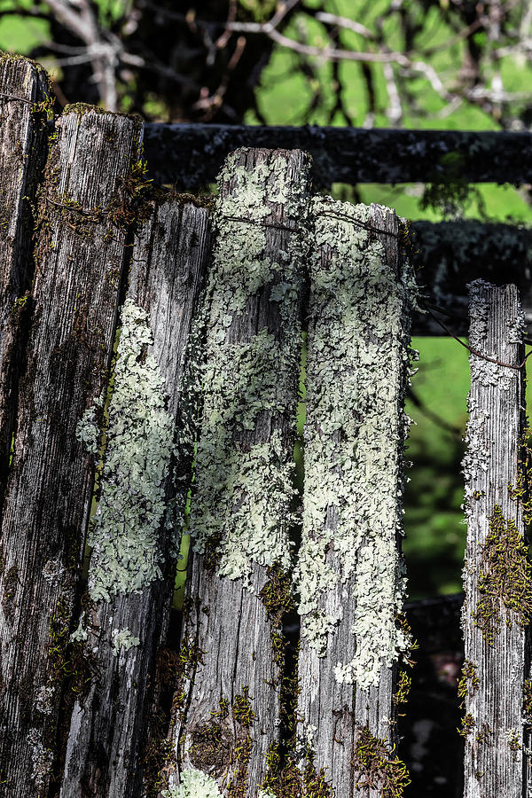 Greenshield Lichen on Mossy Picket Fence Photograph by Kathleen Bishop