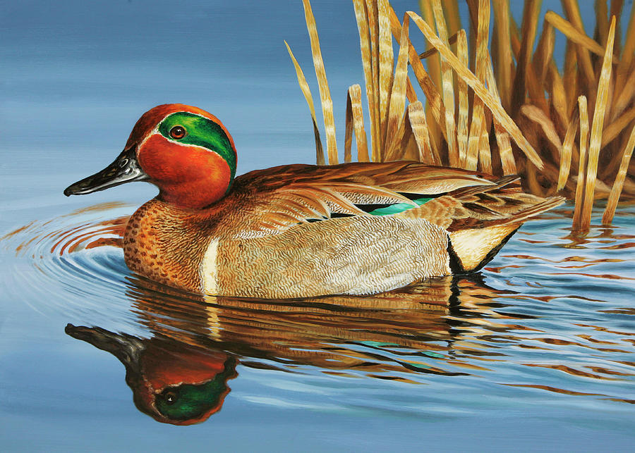 Greenwing Teal Drake Painting by Guy Crittenden