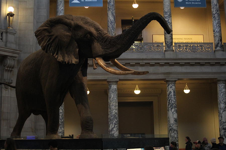 Greeter at Museum of Natural History Photograph by Daniel Neumann ...