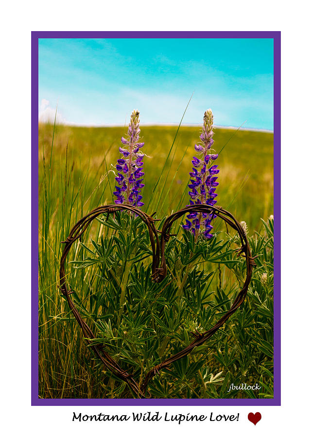 Nature Photograph - Greeting Card - Lupine Love by Jerrie Bullock