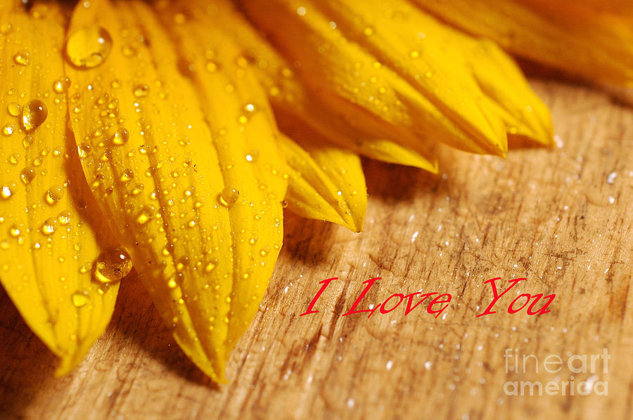 Greeting card of a Sunflower with water drops 2 Photograph by Micah May