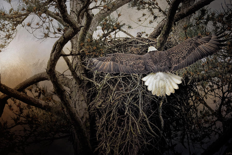 Eagle Photograph - Greeting Mama by Jai Johnson