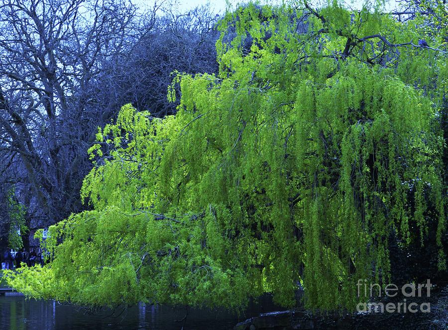 Spring Photograph - A Willow Tree Heralding Spring In Dublin by Poets Eye