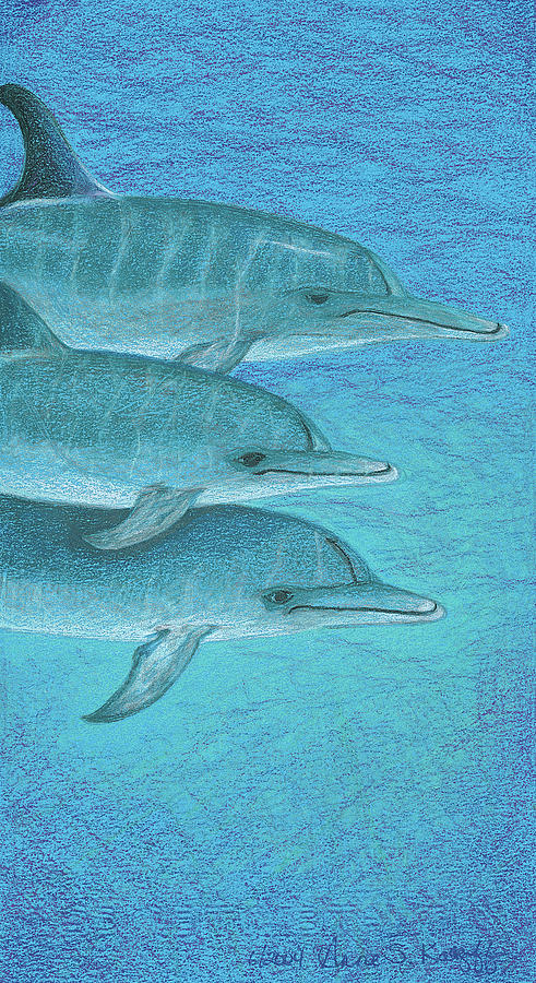 Dolphin Drawing - Greetings by Anne Katzeff