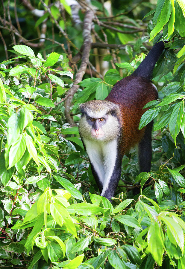 Grenada Monkey Photograph by Arthur Dodd