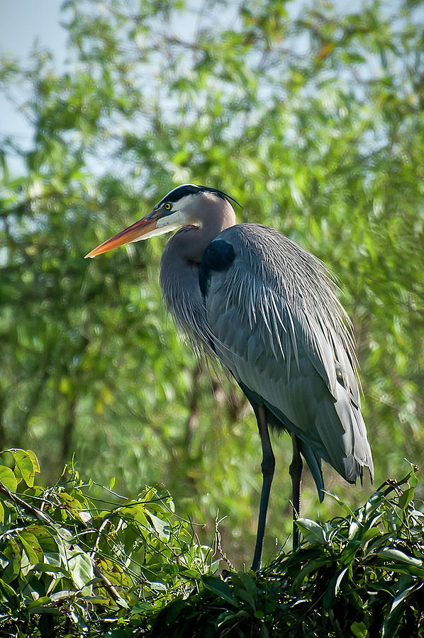 Great Blue Heron Photograph by Ginger Stein - Fine Art America