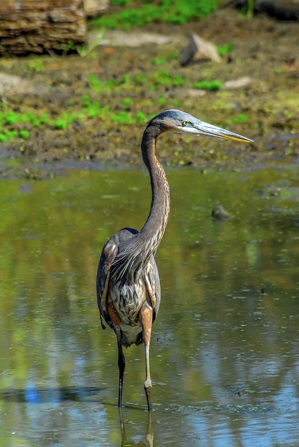 Gret Blue Heron in pond Photograph by Patrick Wolf