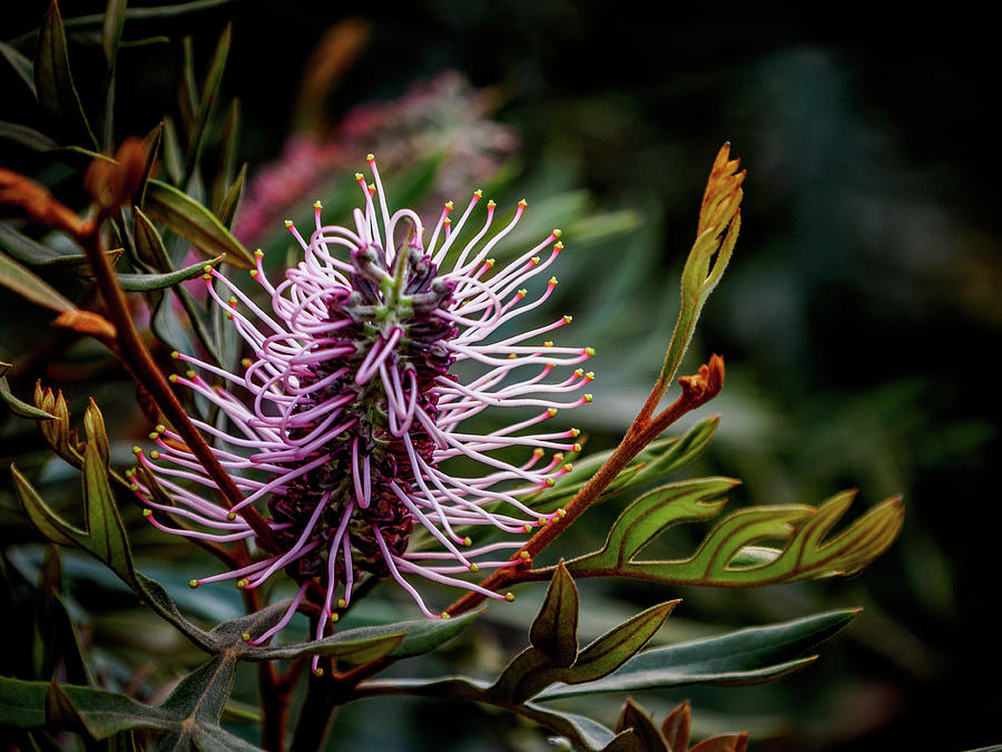 Grevillea Flower On A Shrub In Our Backyard Photograph By Erich