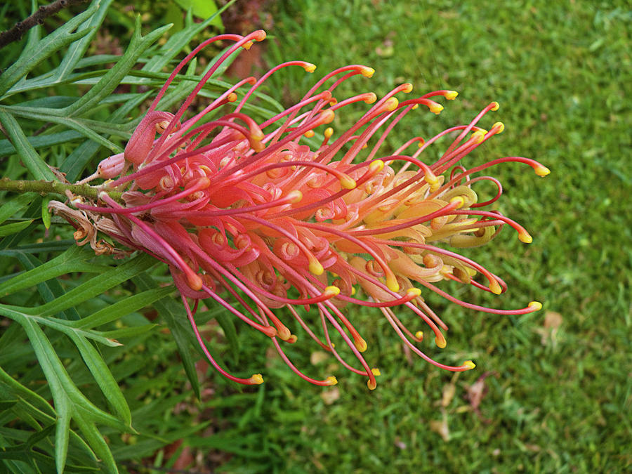 Grevillea Superb Photograph by Odille Esmonde-Morgan