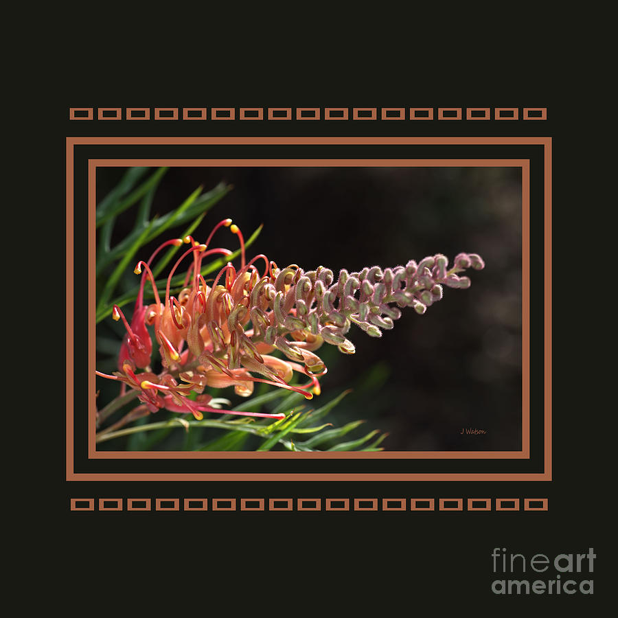 Grevilleas Glowing With Design Photograph by Joy Watson
