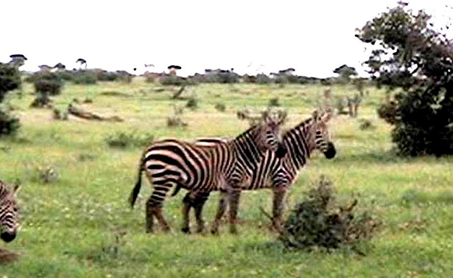 Grevy Zebra Tsava National Park Kenya Photograph by Jay Milo