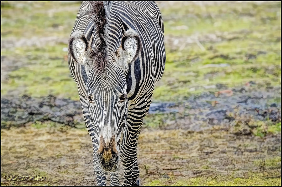 Grevys zebra Photograph by LeeAnn McLaneGoetz McLaneGoetzStudioLLCcom