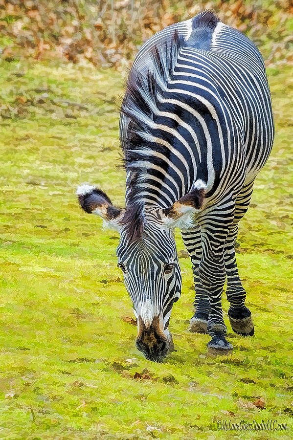Grevys Zebra Right Photograph by LeeAnn McLaneGoetz McLaneGoetzStudioLLCcom