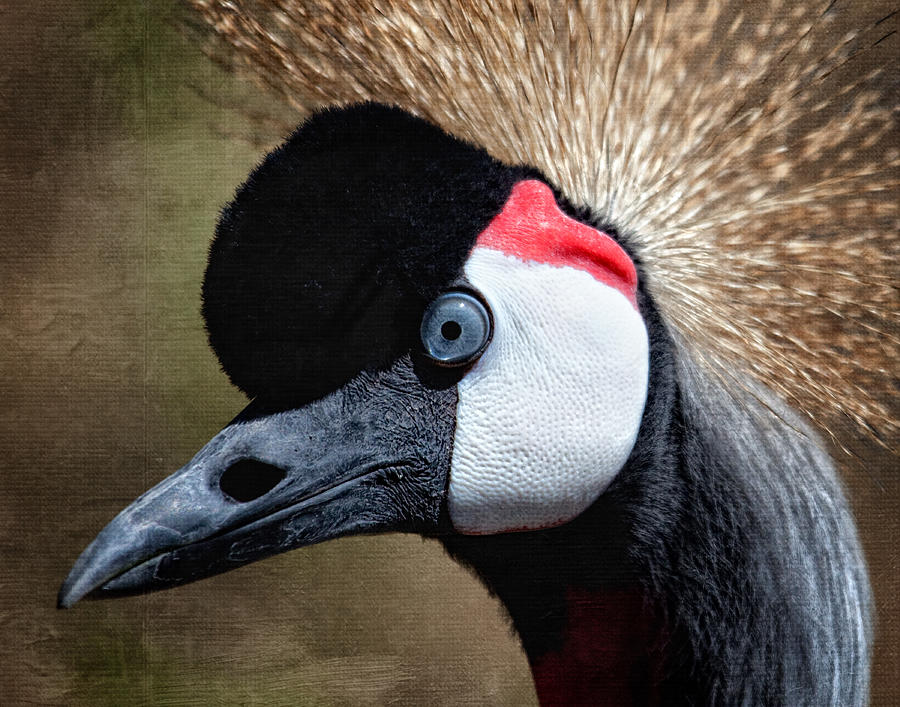 Grey - crowned Crane Photograph by Al  Mueller