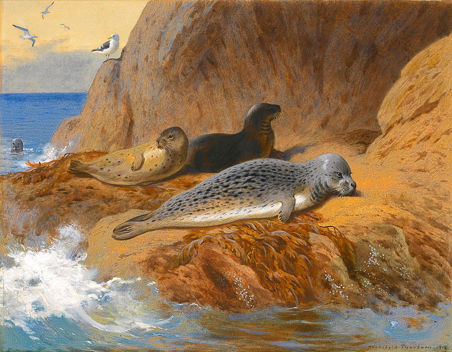 Grey and Harbour Seals at Rest Painting by Archibald Thorburn