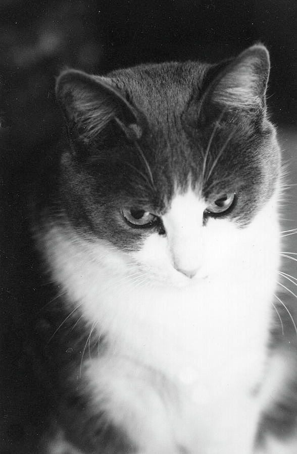 grey-and-white-cat-photograph-by-ellen-stanton-fine-art-america