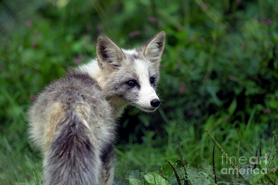 Grey and white fox cub Photograph by Sam Rino