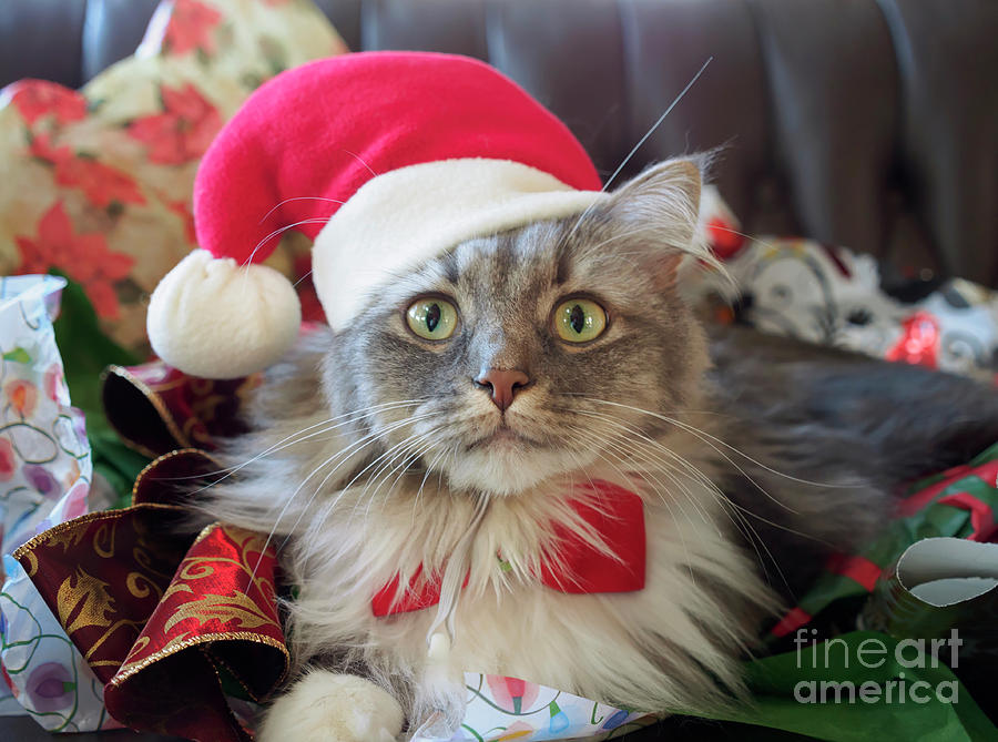 Grey and white long haired cat in a Santa hat at Christmas Photograph by Louise Heusinkveld