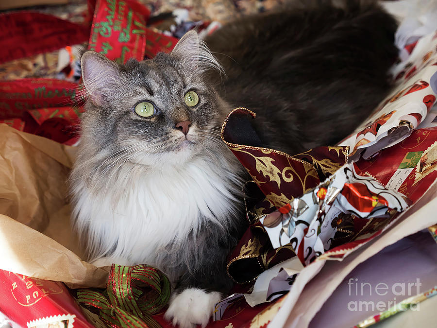 Christmas Photograph - Grey and white Siberian Cat sitting in discarded Christmas wrapping paper by Louise Heusinkveld