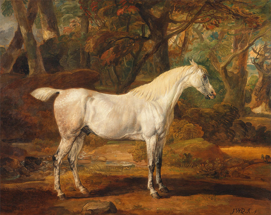 Grey Arabian stallion the property of Sir Watkin Williams-Wynn Painting by James Ward