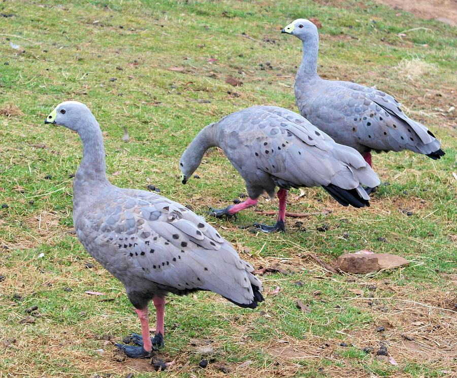 Grey Australian Geese Photograph by D Rogers - Pixels