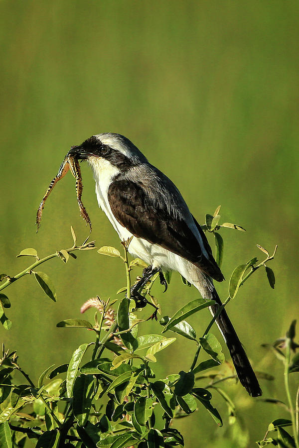 Grey-Backed Fiscal Photograph by Steven Upton
