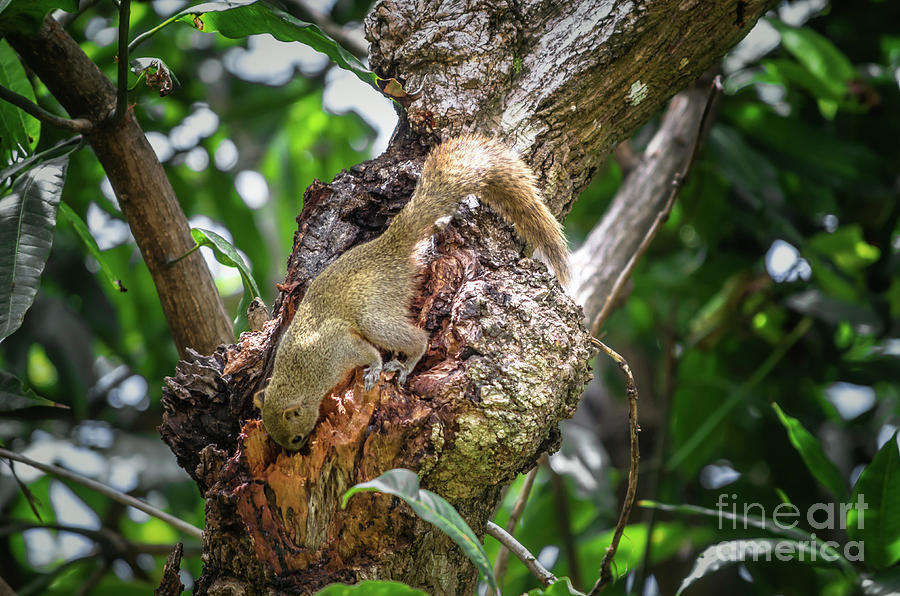 Grey Bellied Squirrel Photograph by Michelle Meenawong
