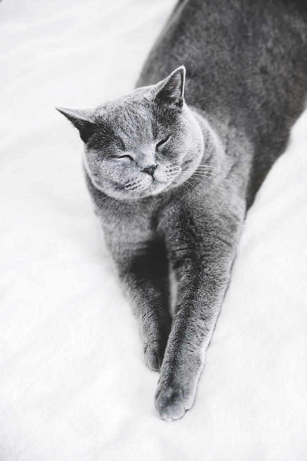 Grey British shorthair cat laying on a bed Photograph by Michal Bednarek