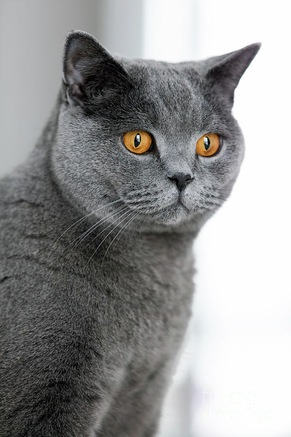 Grey british shorthair cat staring in 