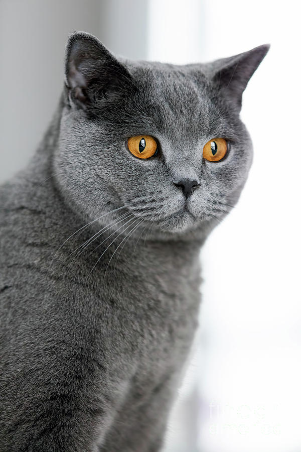 Grey british shorthair cat staring in the space ...