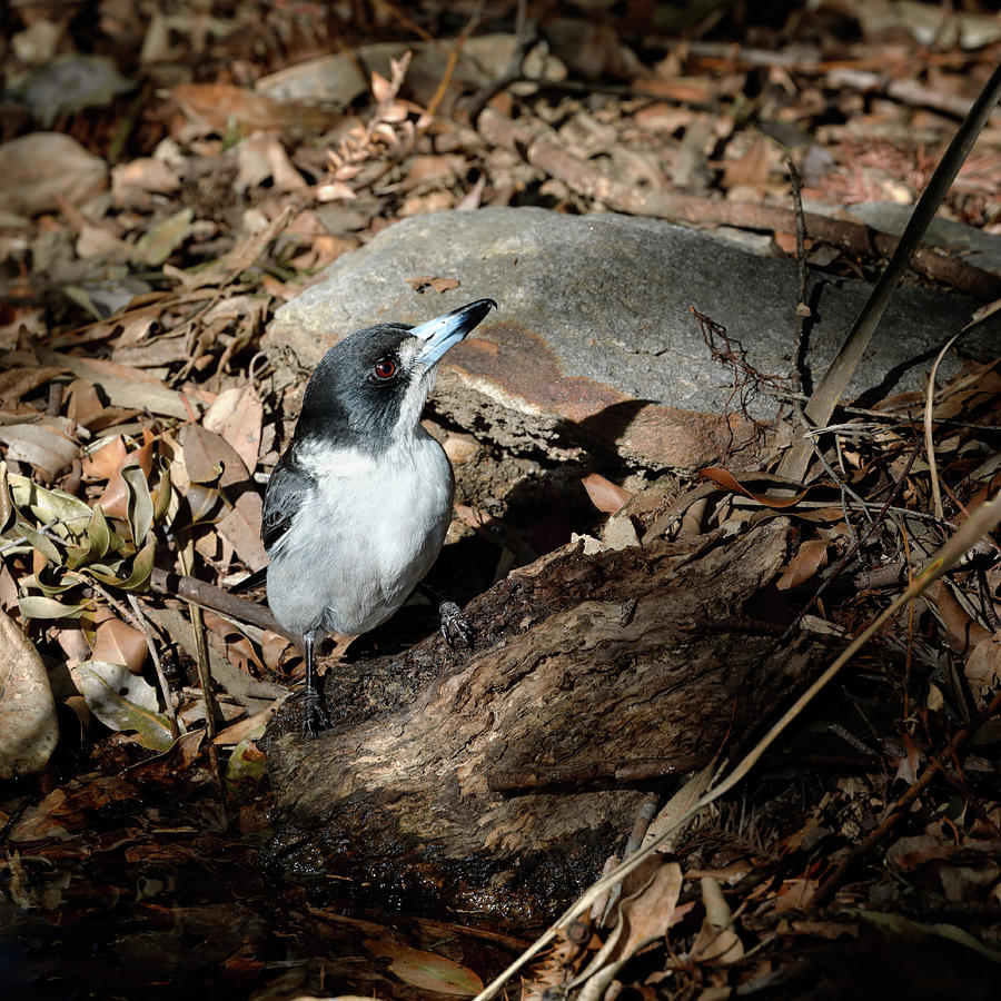 Grey Butcherbird Photograph by Nicholas Blackwell