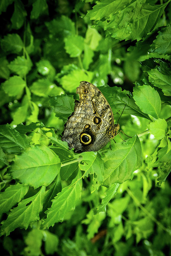 Grey Butterfly In The Foliage Photograph
