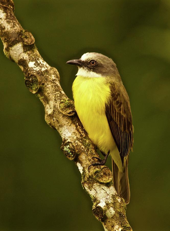 Grey-capped Flycatcher Arenal Cloud Forest Costa Rica Photograph