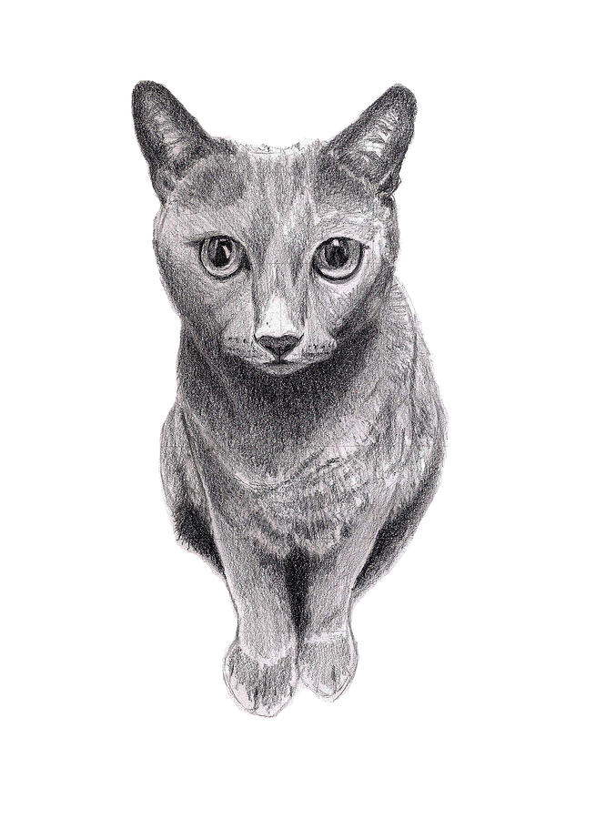 Grey Cat Drawing by Adam Schweihs