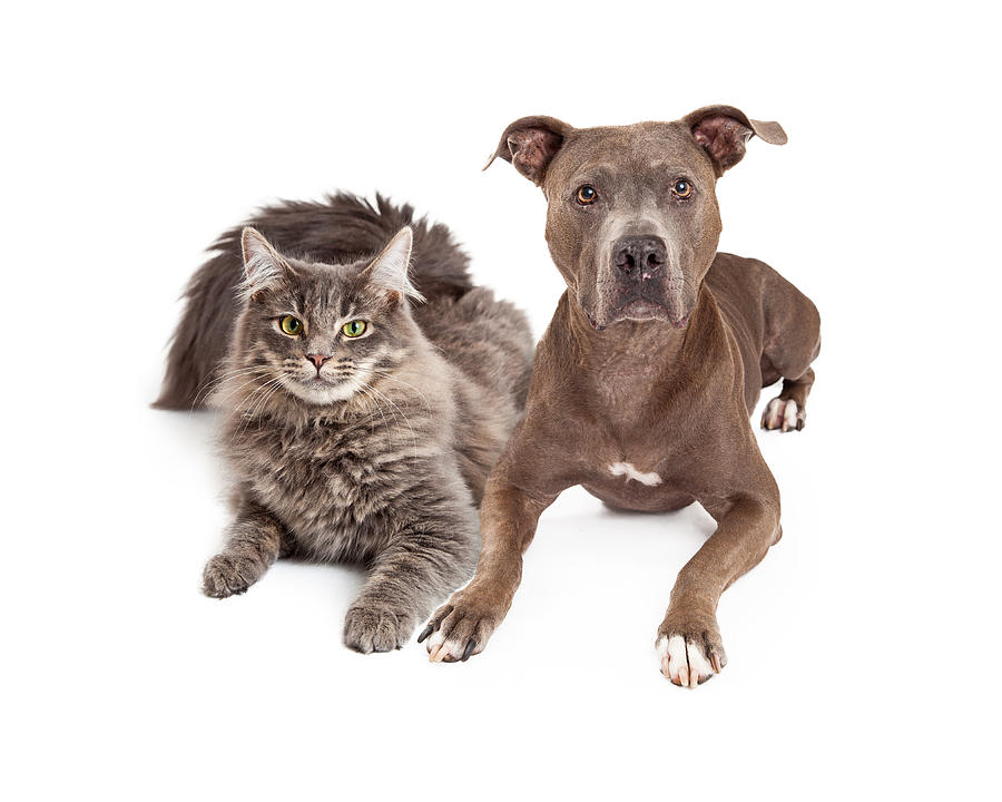 Grey Cat and Dog Laying Together Photograph by Good Focused - Fine Art ...