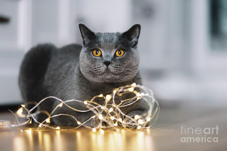 Grey cat playing with a string of lights Photograph by Michal Bednarek