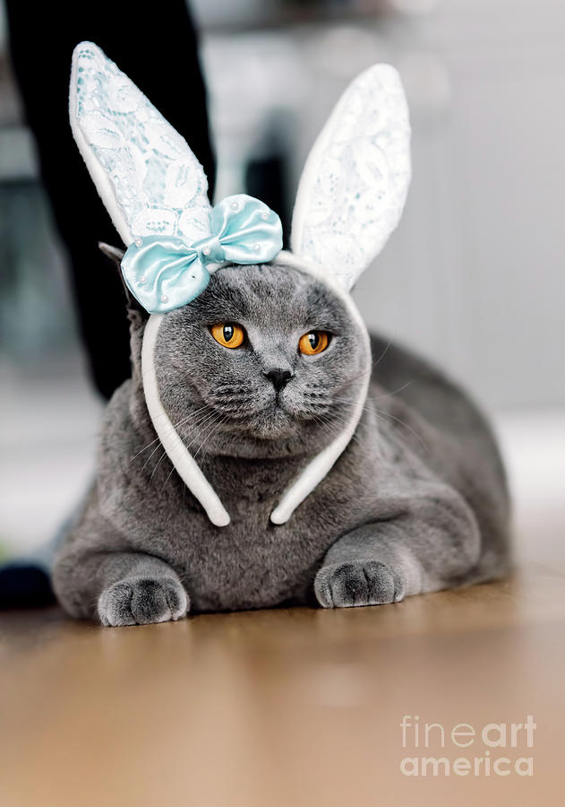 Grey cat with cute bunny-like headband Photograph by Michal Bednarek