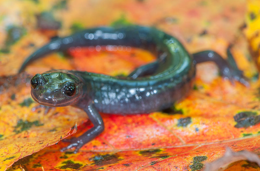 Grey-cheeked Salamander Photograph by Derek Thornton