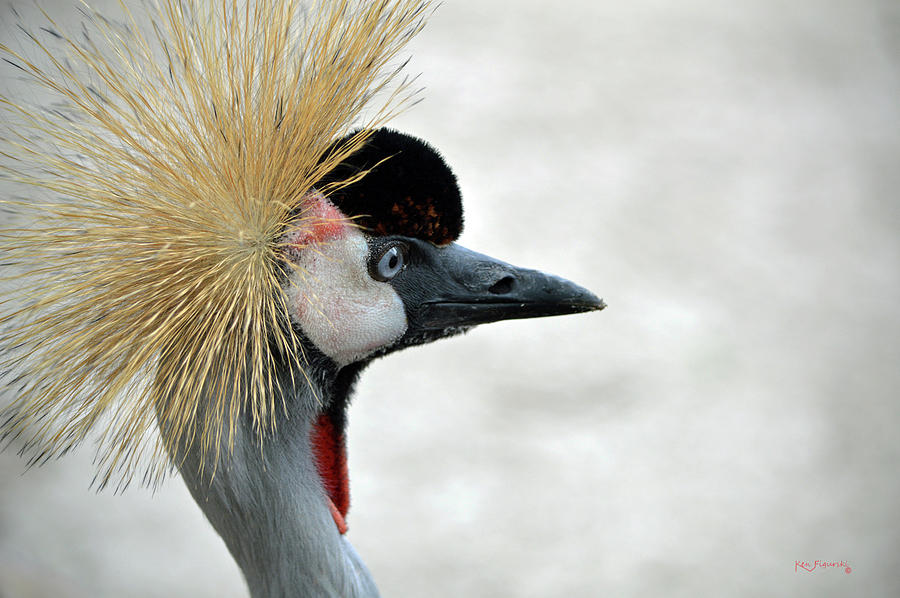 Grey Crowned Crane 2 Photograph by Ken Figurski