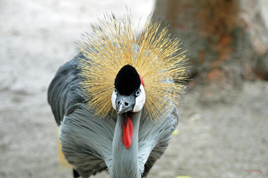 Grey Crowned Crane 3 Photograph by Ken Figurski