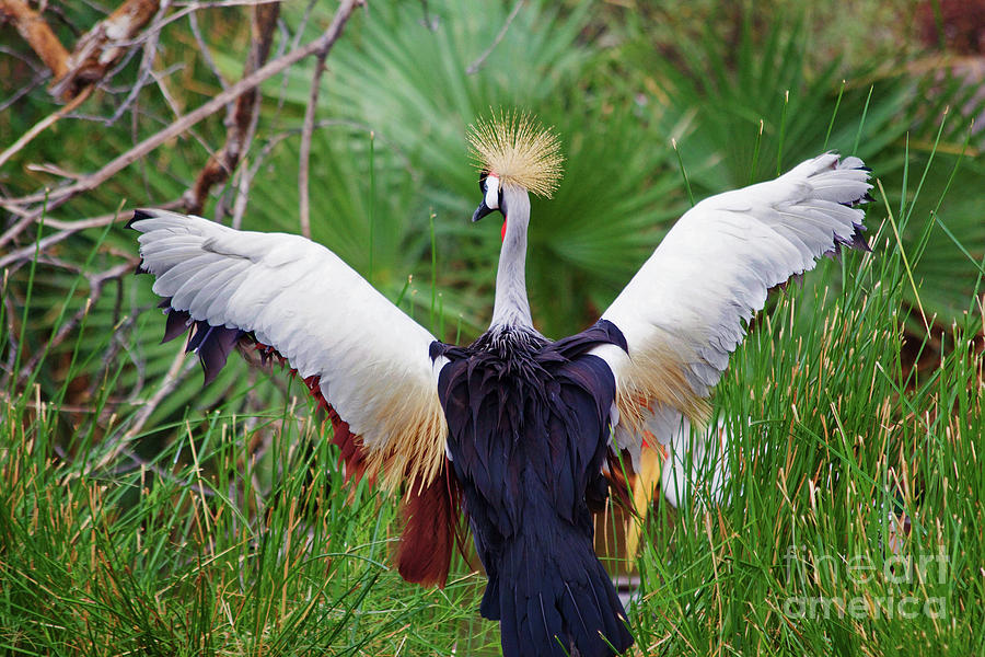 Grey crowned crane Photograph by Afrodita Ellerman