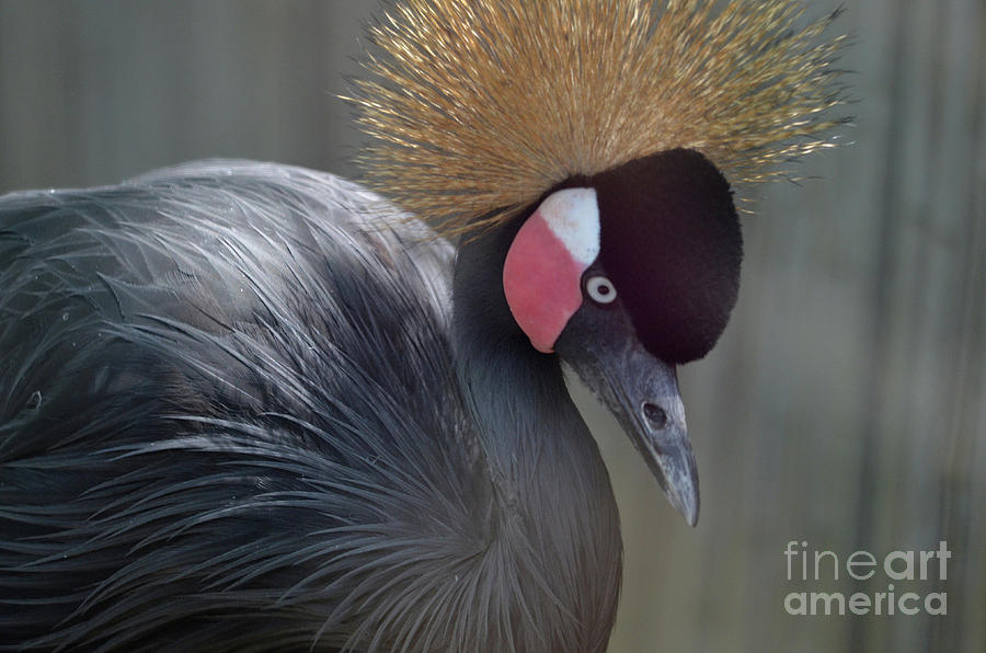 Grey Crowned Crane Bird with Interesting Feathers Photograph by DejaVu Designs