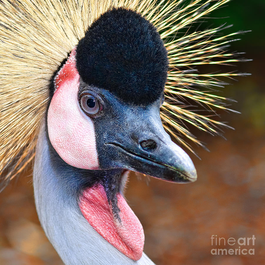 Grey Crowned Crane Photograph by Joerg Lingnau