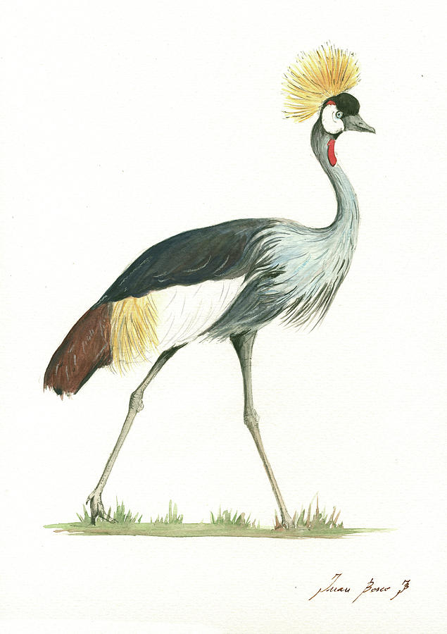 Grey Crowned Crane Painting - Grey Crowned crane by Juan Bosco