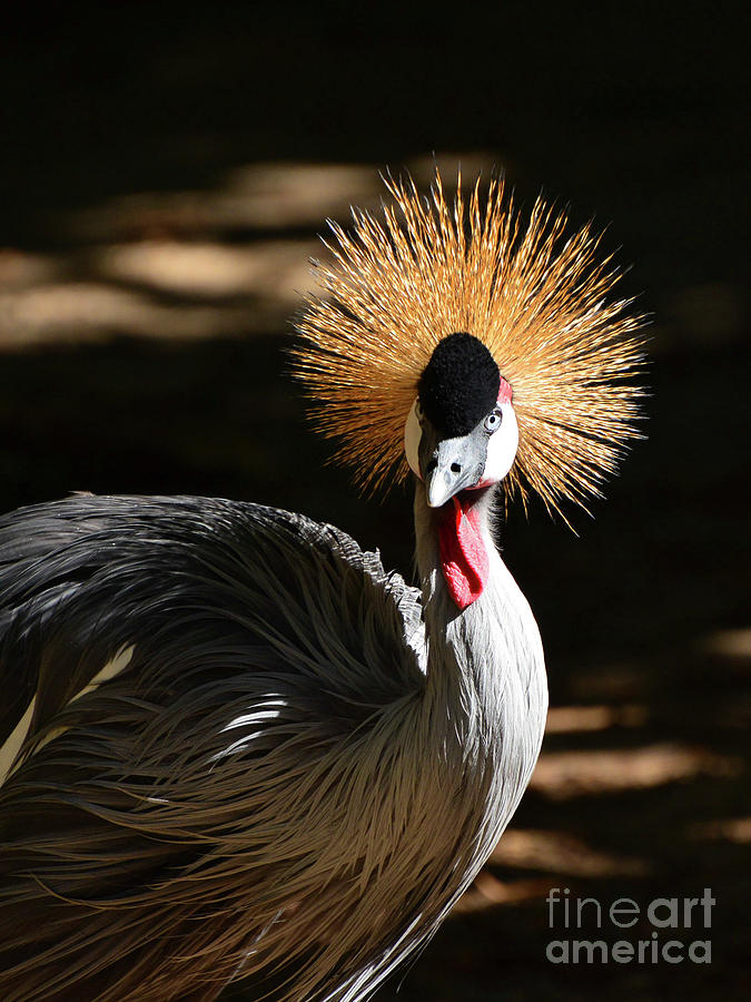 Grey Crowned Crane Photograph by Kathy Baccari
