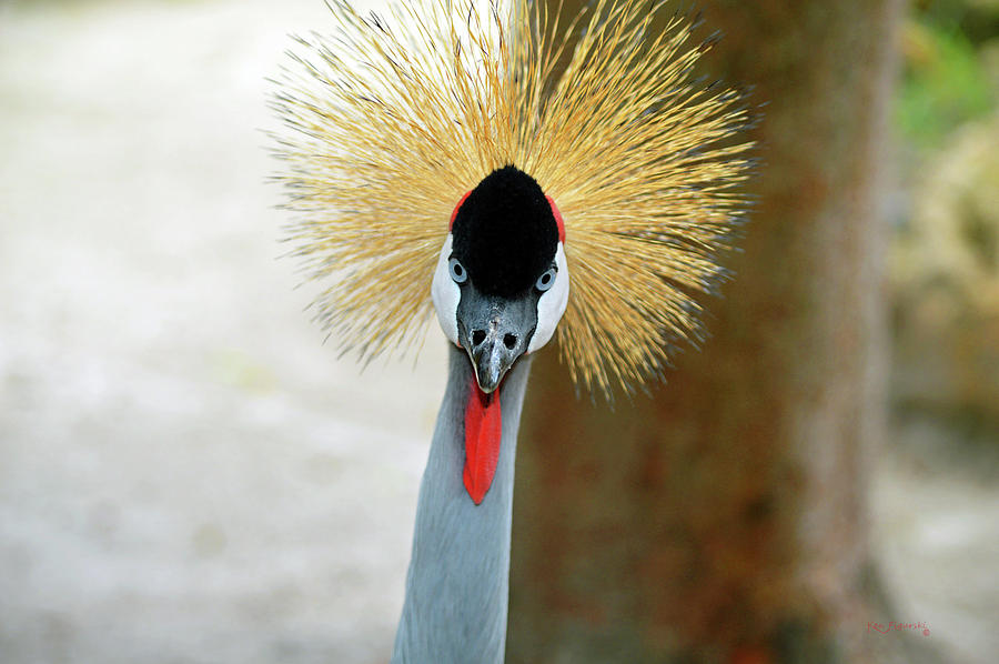 Grey Crowned Crane Photograph by Ken Figurski