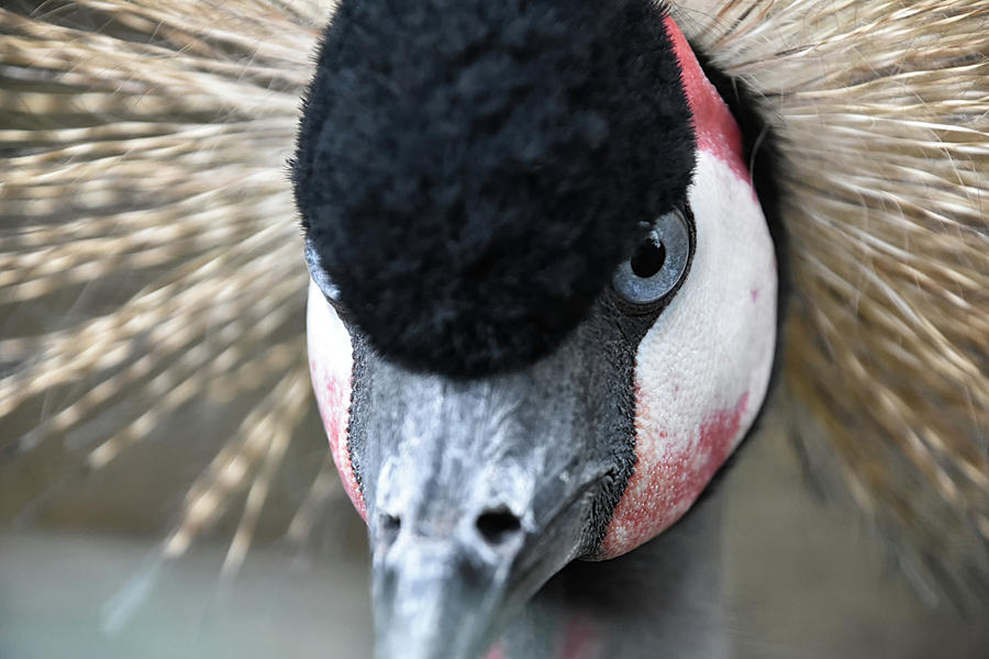 Grey Crowned Crane Photograph by Kuni Photography