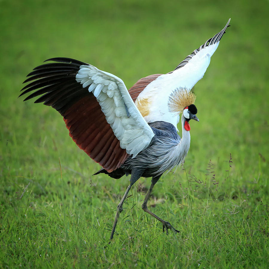 Grey Crowned Crane Mating Dance Photograph by Steven Upton