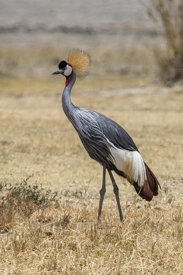 Africa Photograph - Grey Crowned Crane by Neville Jones